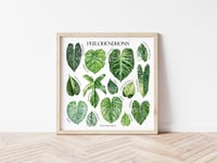 Image 10 of Philodendron Species Poster
