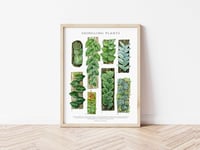 Image 3 of Shingling Plants Poster