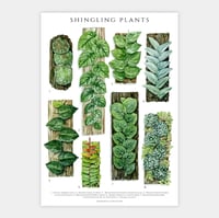 Image 1 of Shingling Plants Poster