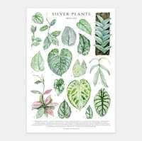 Image 1 of Silver Plants Poster