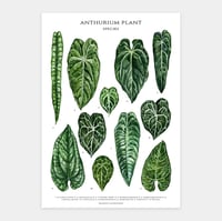 Image 1 of Anthurium Species Poster