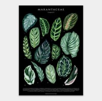 Image 3 of Marantaceae Species Poster