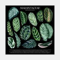Image 4 of Marantaceae Species Poster