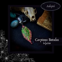 Image 5 of ☽ Carpinus Betulus ☾