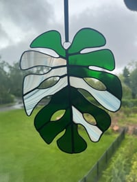 Image 1 of Monstera Albo Leaf