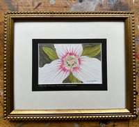 Image 1 of Painted Trillium: Original Painting (Framed)