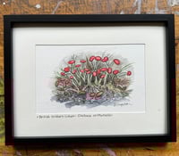 Image 1 of British Soldier Lichen: Original Painting (framed)