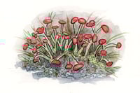 Image 2 of British Soldier Lichen: Original Painting (framed)