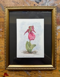Image 1 of Pink Lady's Slipper: Original Painting (framed)
