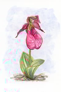 Image 2 of Pink Lady's Slipper: Original Painting (framed)