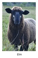 Image 4 of Chive, Elm & Fennel – Heathered Yarn