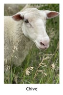 Image 2 of Chive, Elm & Fennel – Heathered Yarn