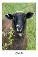 Image 4 of Citroën, Edsel & Ghibli Yarn