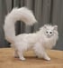 Image of Yule Cats