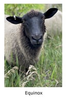 Image 2 of Fiat & Equinox Yarn