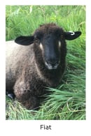 Image 3 of Fiat & Equinox Yarn