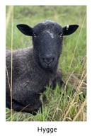 Image 2 of Holiday, Hygge & Echo Yarn