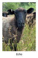 Image 3 of Holiday, Hygge & Echo Yarn