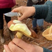 Image 3 of Half A Day Foraging Workshop <br> ( 3- HOURS )</br>