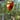 Tropical Dry Season Leaf – Stained Glass Suncatcher