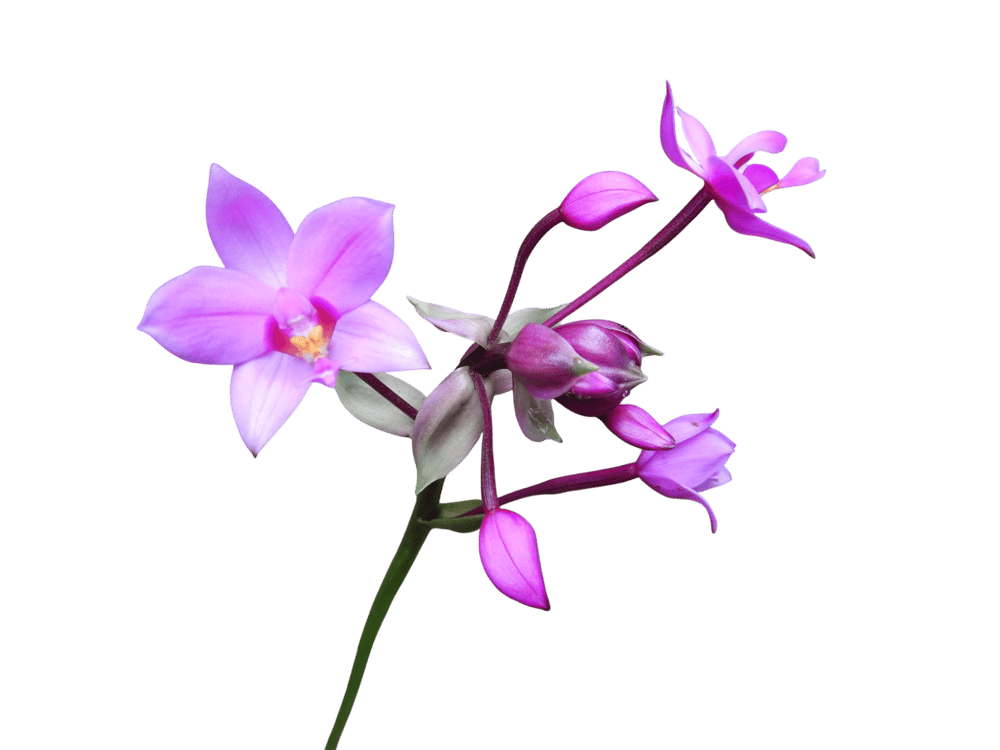 Spathoglottis Plicata