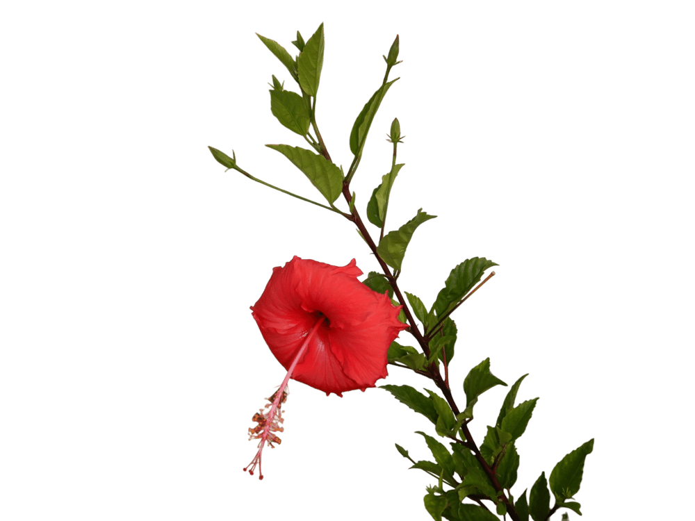 Hibiscus Rosa-Sinensis