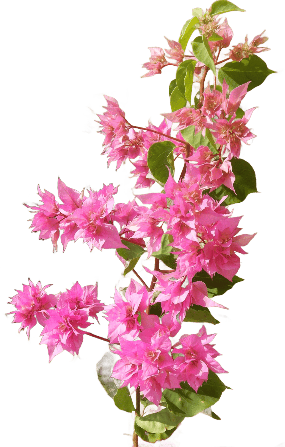 Bougainvillea