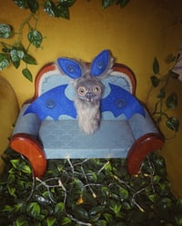 Image 4 of Big Eyed Bats