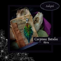 Image 7 of ☽ Carpinus Betulus ☾