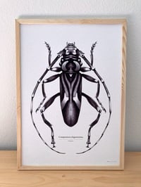 Image 2 of Compsomera elegantissima