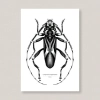 Image 1 of Compsomera elegantissima