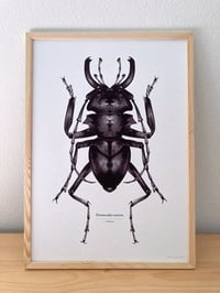 Image 2 of Prionocalus cacicus