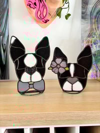 Image 1 of Boston terrier dog 