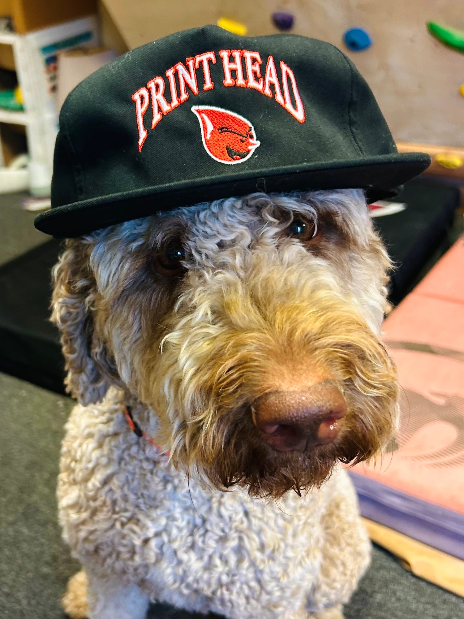 Image of Shop Hat