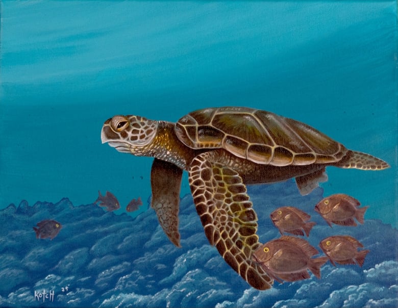 Image of " Honu"