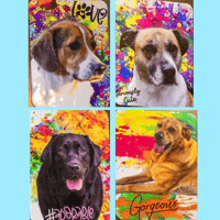 Image 6 of Whimsical dog magnets