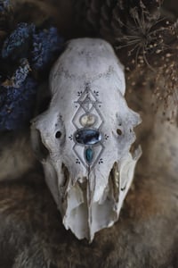Image 2 of Teschio di Cerva -Sigillum Naturae-