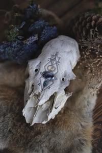 Image 3 of Teschio di Cerva -Sigillum Naturae-