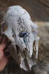 Image 5 of Teschio di Cerva -Sigillum Naturae-