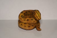 Image 2 of Little Prometheus Latex Snake