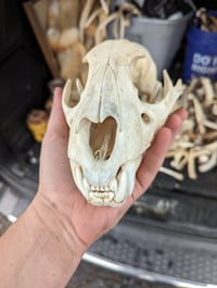 Image 1 of Leopard Skull