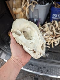Image 2 of Leopard Skull