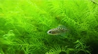 Image 3 of Elassoma Gilberti 