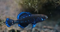 Image 2 of Elassoma Gilberti 
