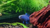 Image 1 of Elassoma Gilberti 