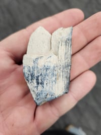 Image 2 of Rare Mastodon Tusk