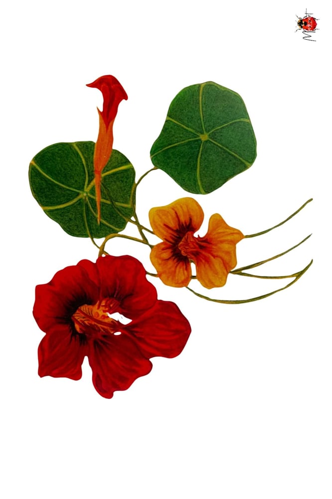 Image of Botanical Postcard Pack