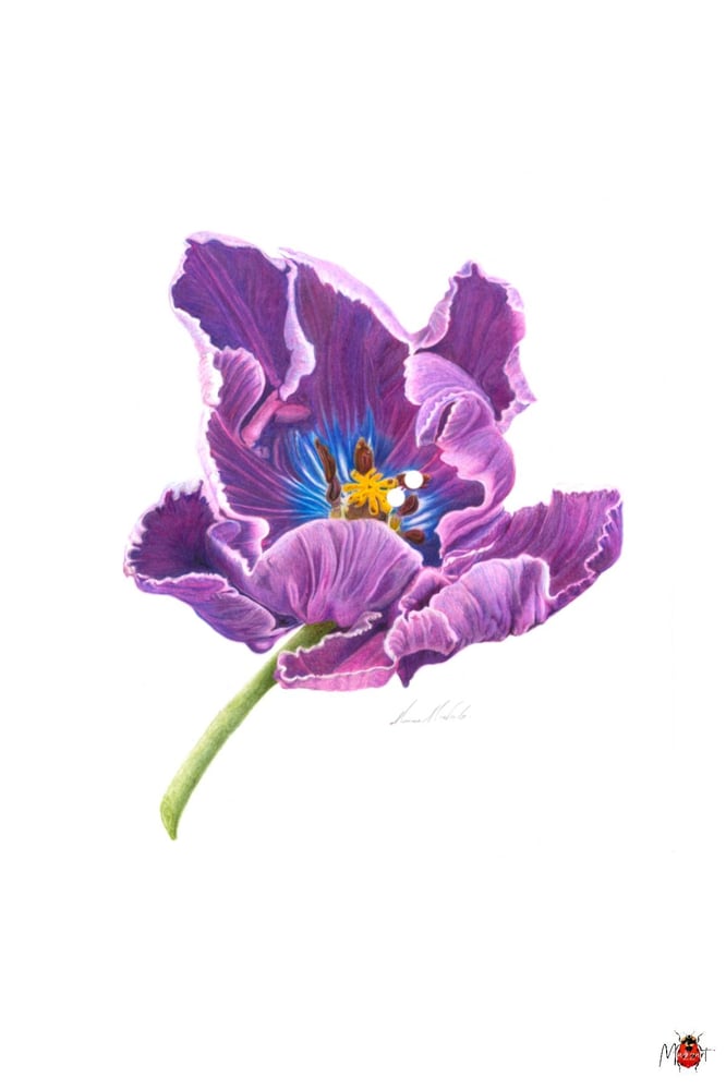 Image of Botanical Postcard Pack