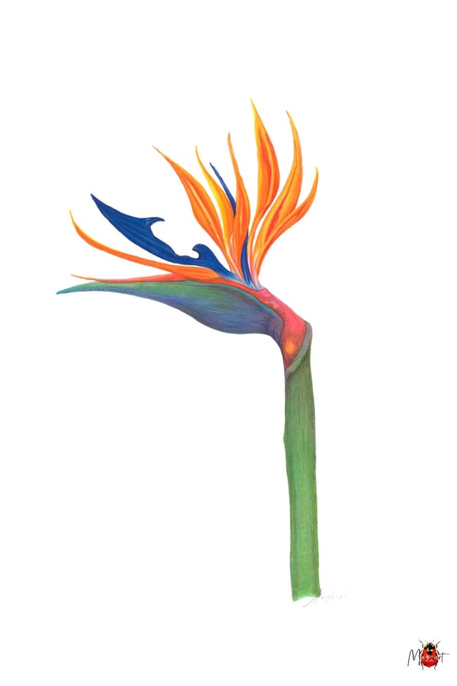 Image of Botanical Postcard Pack