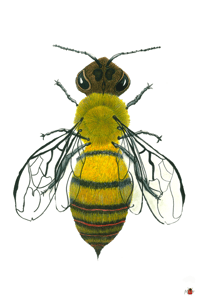 Image 2 of Insect Postcard Pack